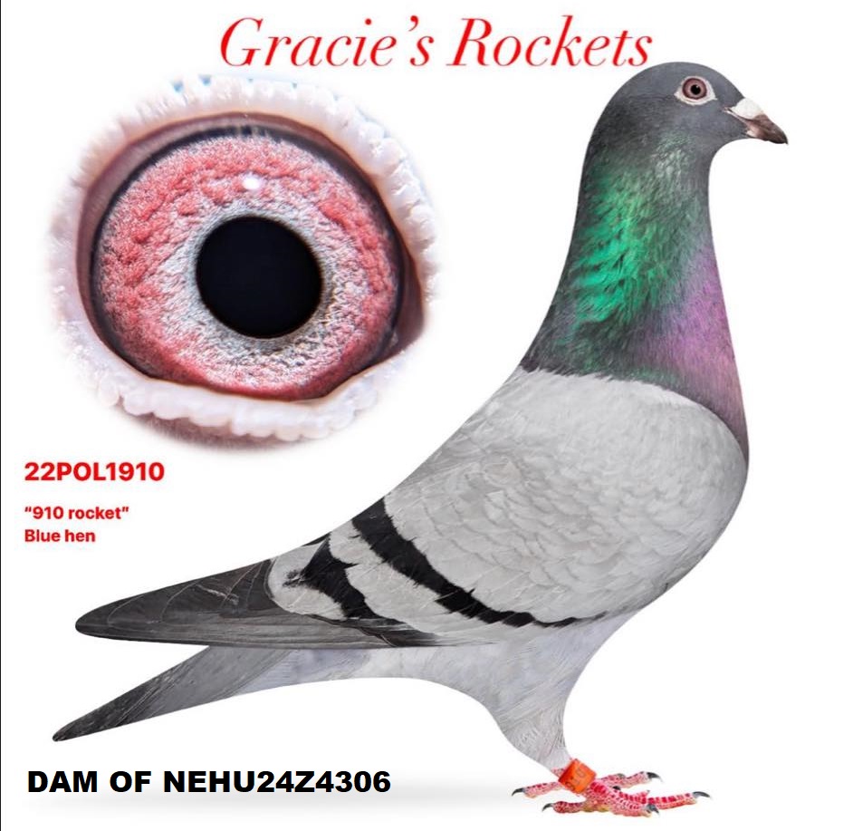 NEHU24Z4306 - Northern Premier Online Auctions