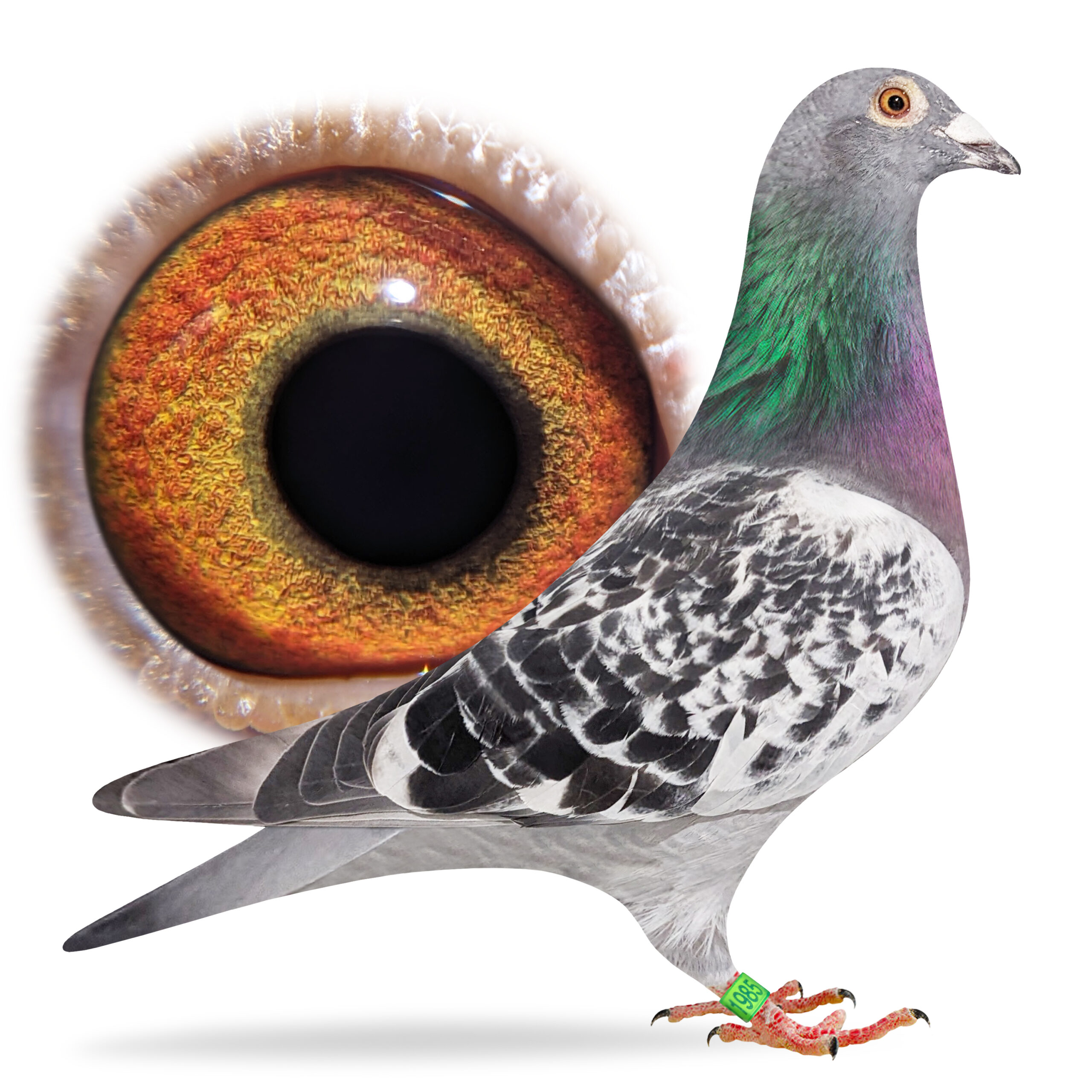 GB23 Z11985 - Northern Premier Online Auctions