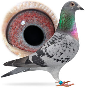 GB26V40781