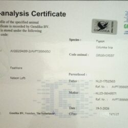 GB26V01537 — dna