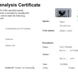 GB26V01547 — dna