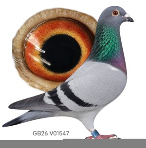 GB26V01547 — photo