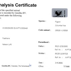 GB26V01558 — dna