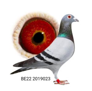 BE22-2019023 — photo