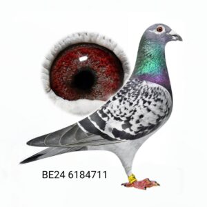 BE24-6184711 — photo