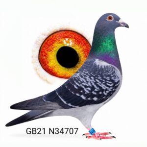 GB21N34707 — photo